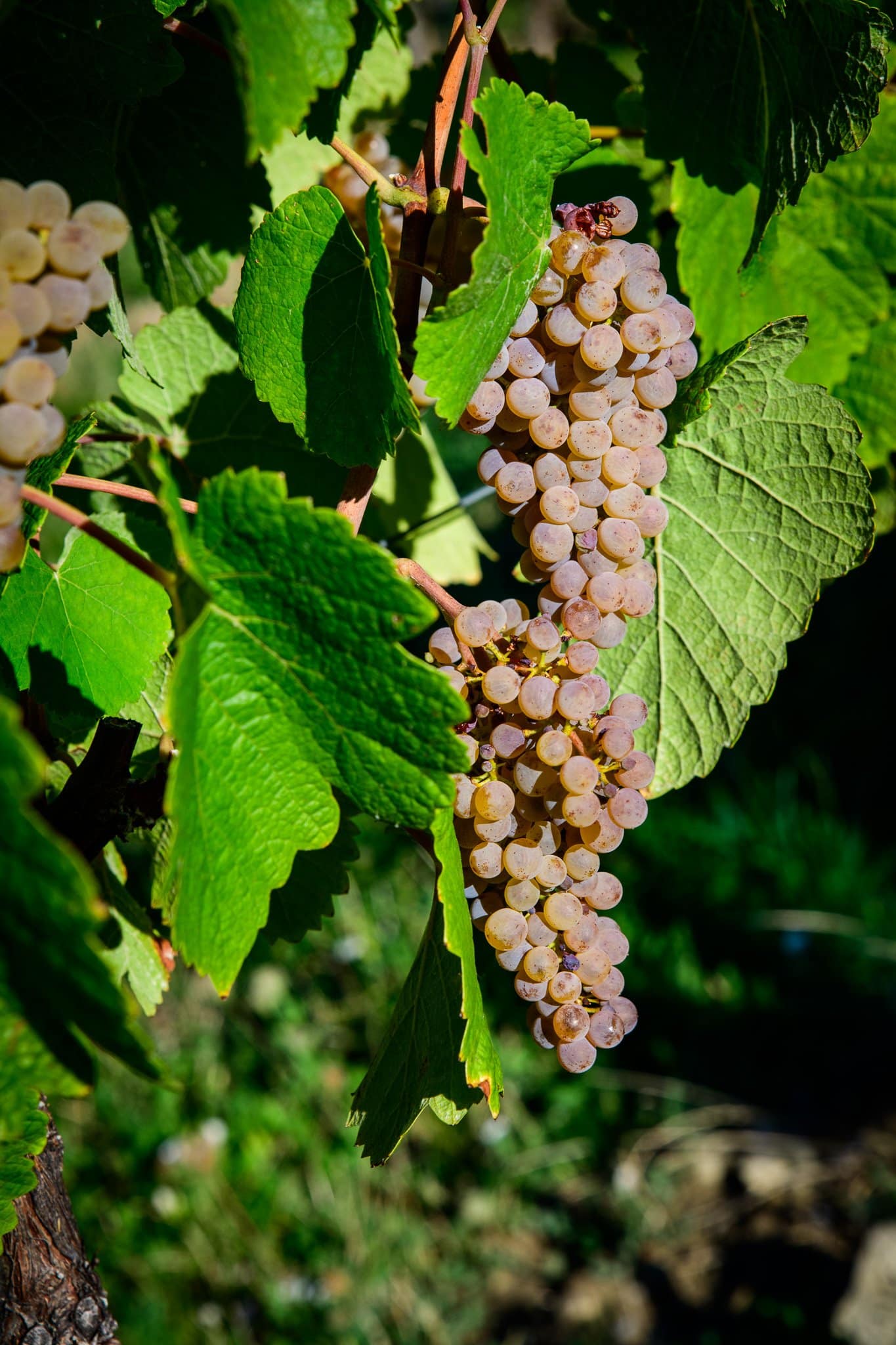 Bunch of Chasselas grape