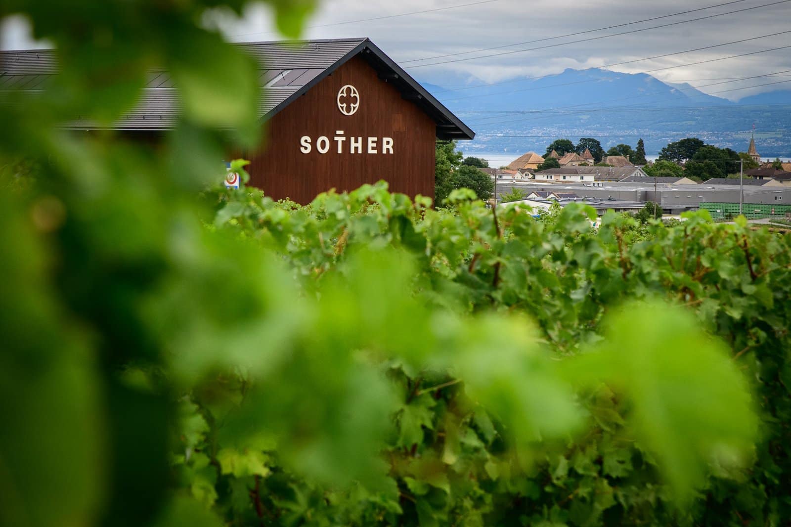 View of the Winery among the vines.