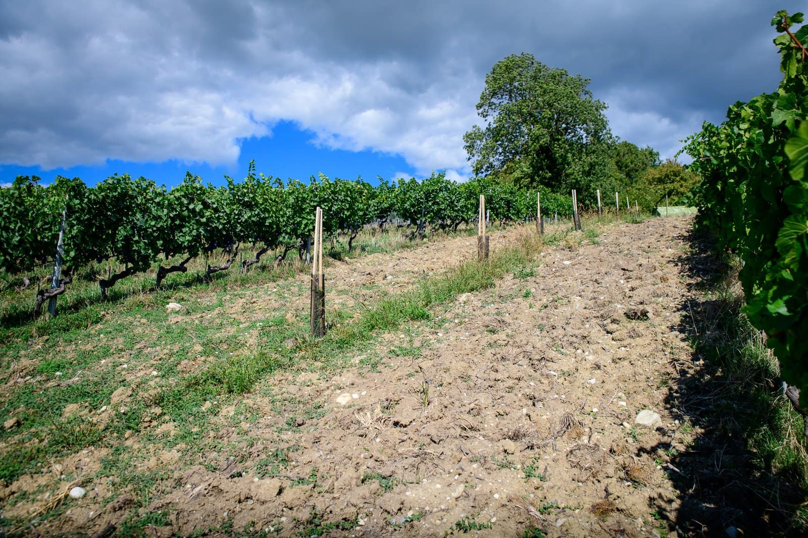 The Truffle field