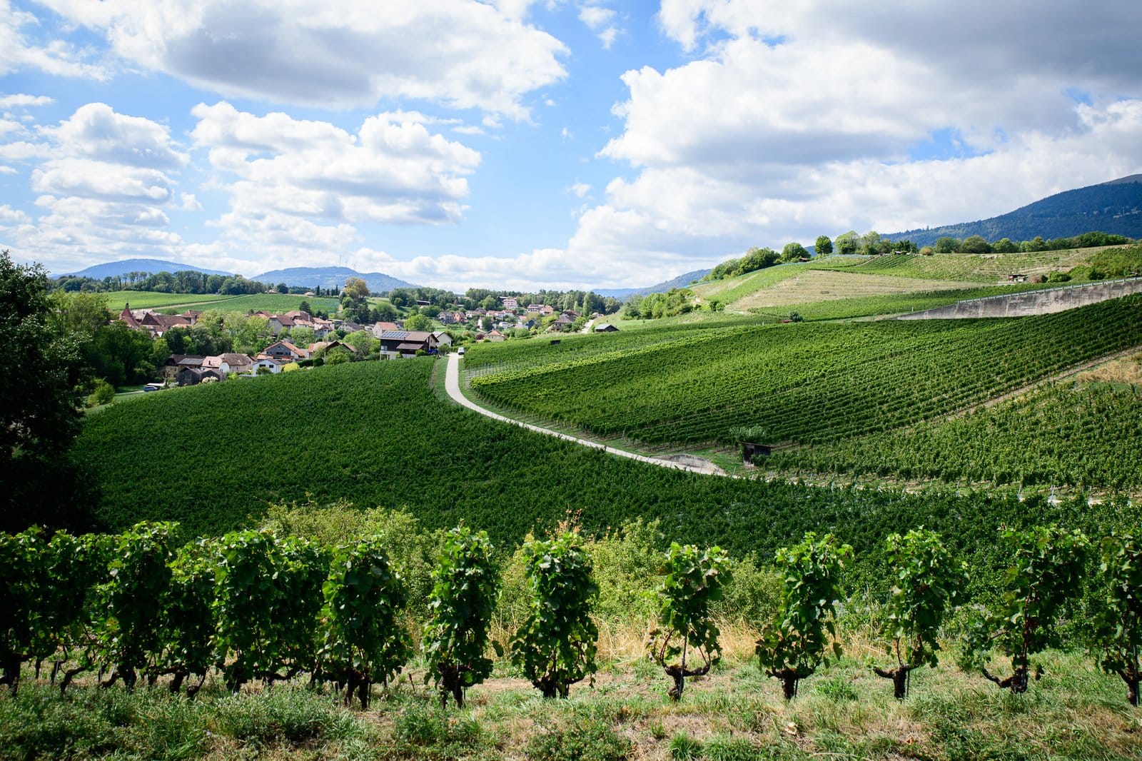 Vineyards of Domaine du Manoir
