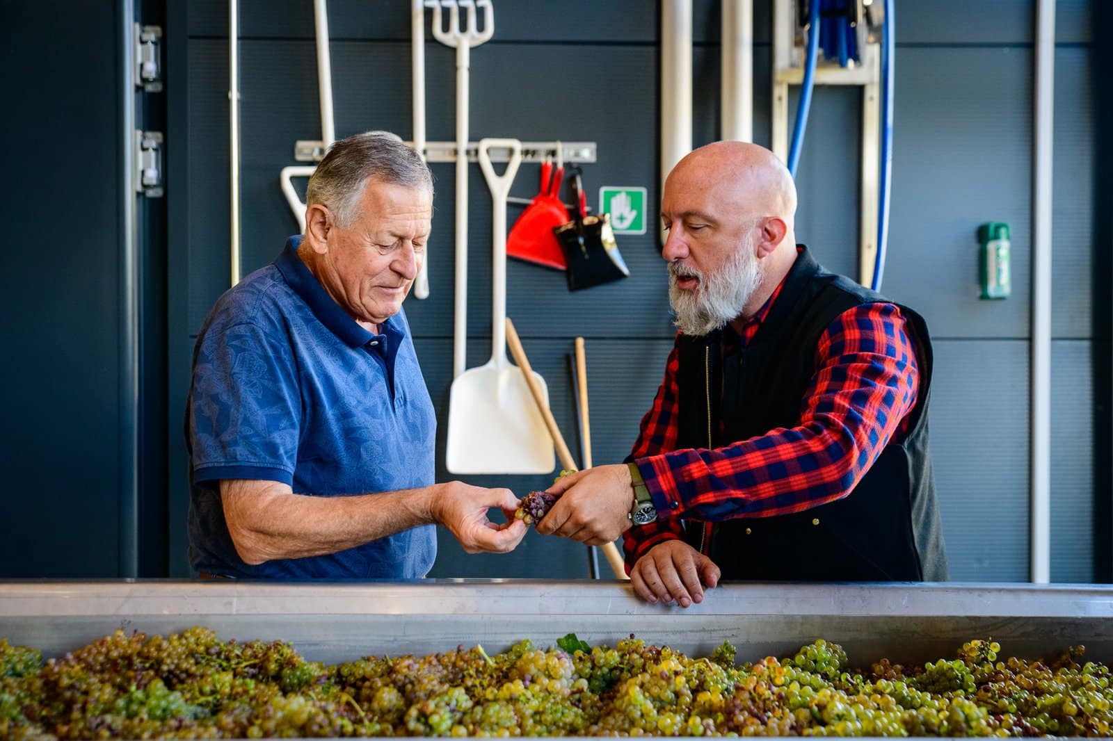 Jean-Pierre Sother and Pierre-Olivier Dion-Labrie inspect the harvest